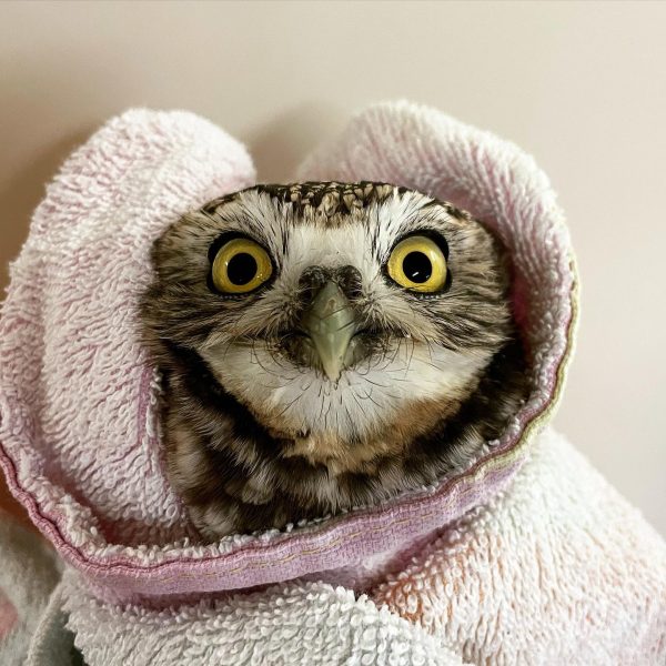 Burrowing Owl vs. Barbs