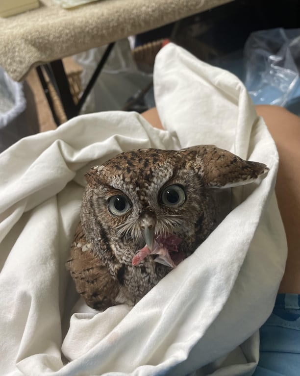 Eastern Screech owl needs coaxing to eat