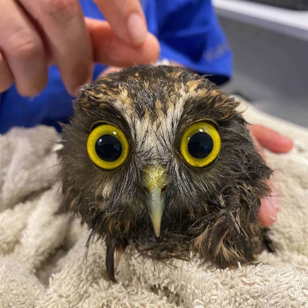 Photo 1 is the closeup of a ruru owl wrapped in a beige towel, eyes bulging from their sockets. Its face feathers are clotted with the sticky residue of a parapara tree, and gives this poor owl a look that is extra dishevelled.