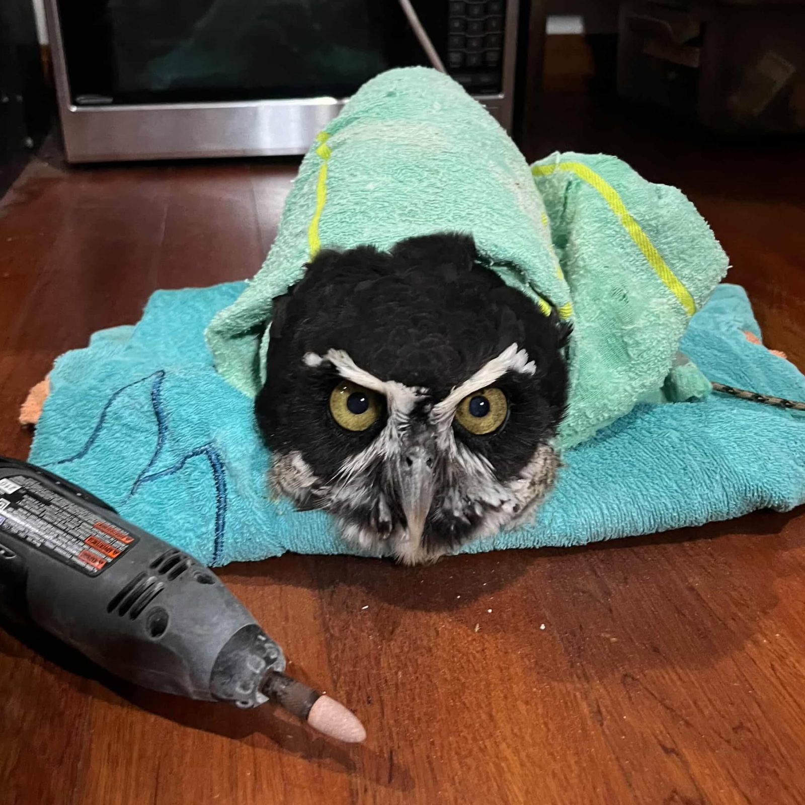 A slightly different angle of Luna.