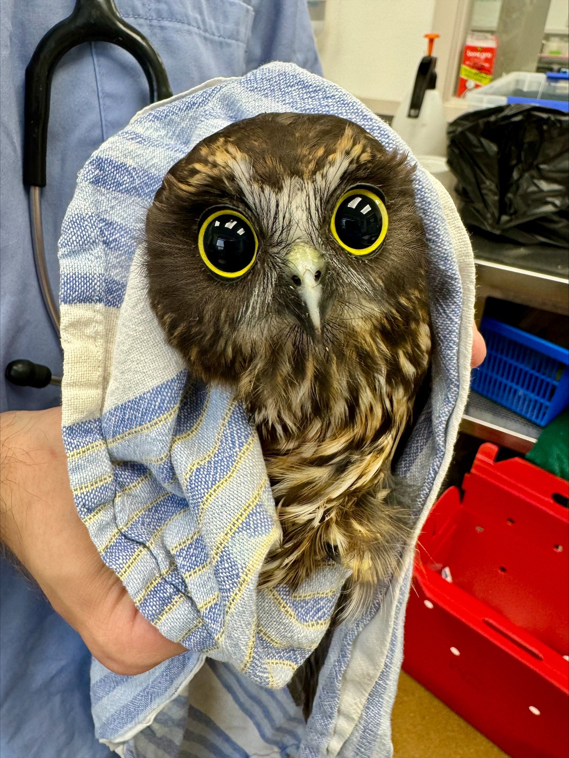 Disney Eyes Ruru