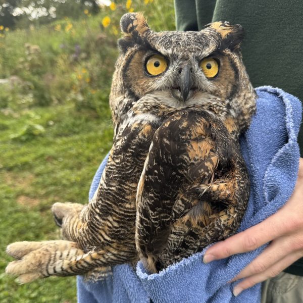 Sassy Owl Saved