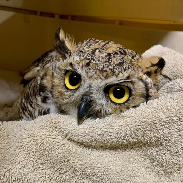Journey to recovery for GHOW