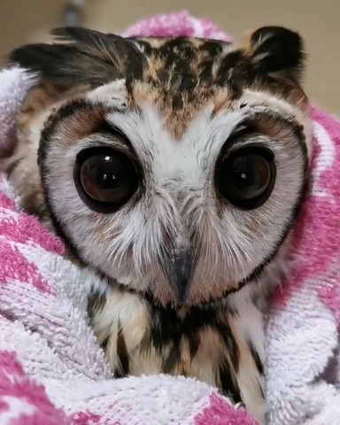 Gorgeous Panamanian striped owl ‘Gema’