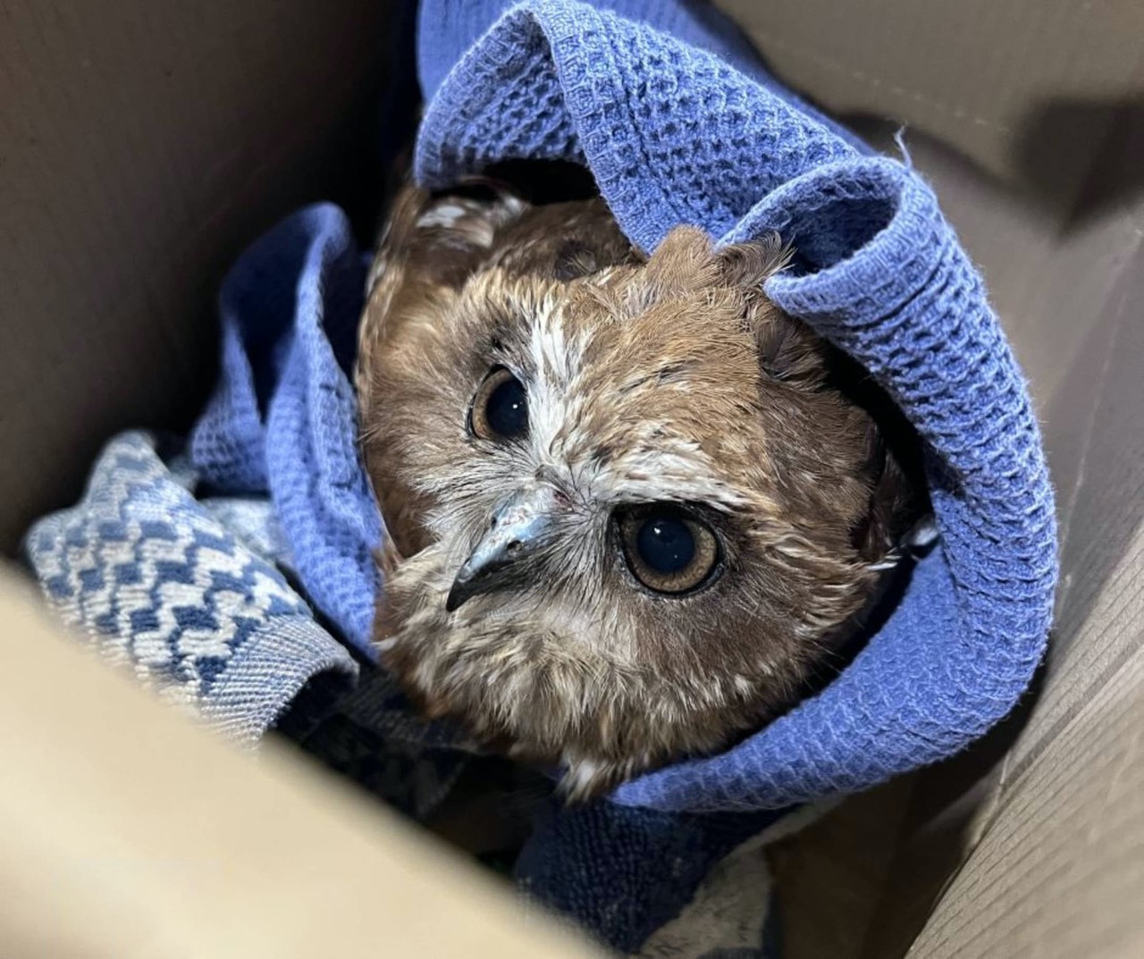 Southern Boobook saved from magpie attack