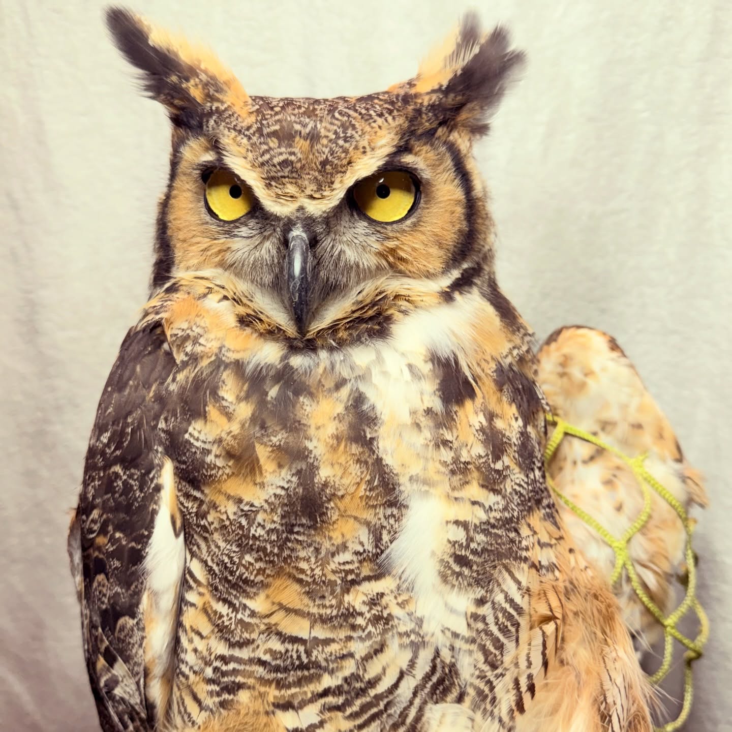 Lighting has a dramatic effect on the GHOW's appearance. His pupils are much smaller, contracted in the brighter setting, and his expression far calmer compared to the previous photo, despite being fundamentally the same. Make no mistake, he's still plotting murder. He's not wearing a towel here, and we see the yellow mesh of the soccer net that got him into this situation wrapped around his left wing.