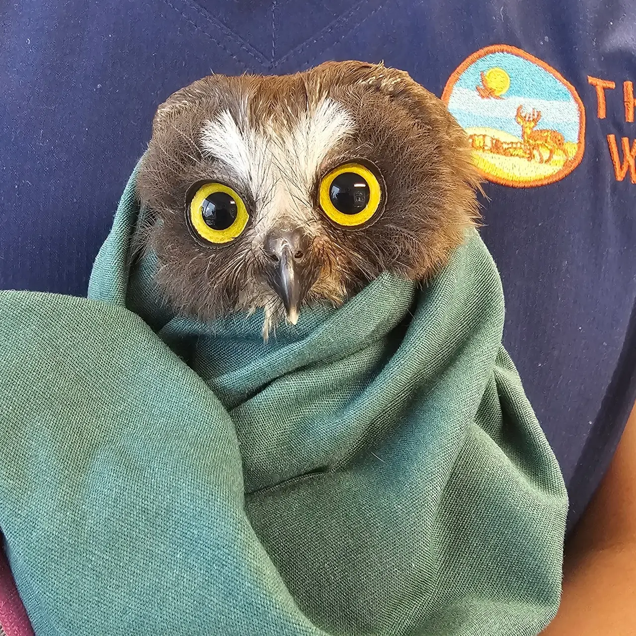 A Saw-Whet Owl has bright yellow eyes, wide open and fixed on camera. Her plumage is brown except for a flourish of white on the forehead and between the eyes. Only her head is visible; the rest of her is wrapped in a mossy teal fabric. The rehabber is behind wearing a navy blue shirt with the circular Think Wild logo in blue and gold, and clinic name in orange. The logo features a deer and raptor in a rocky desert beneath a sunny sky.