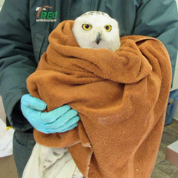 The second Snowy Owl is swaddled in a curry powder orange towel, with face and tail feathers emerging above and below. The handler wears light-blue medical gloves and a dark pine green weatherproof jacket with the REGI logo.
