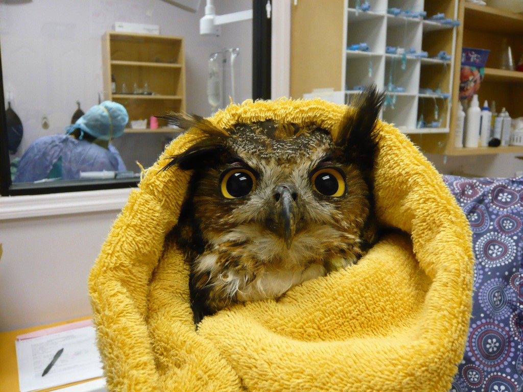 Yellow-eyed owl in yellow-dyed towel