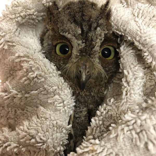 Owl in a towel in Lilongwe