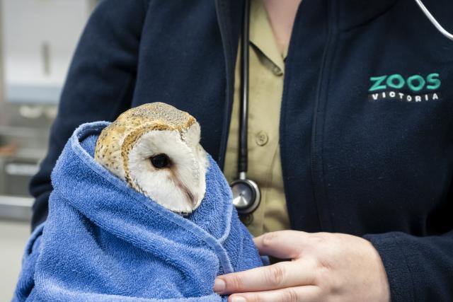 Barn owl exudes calmness