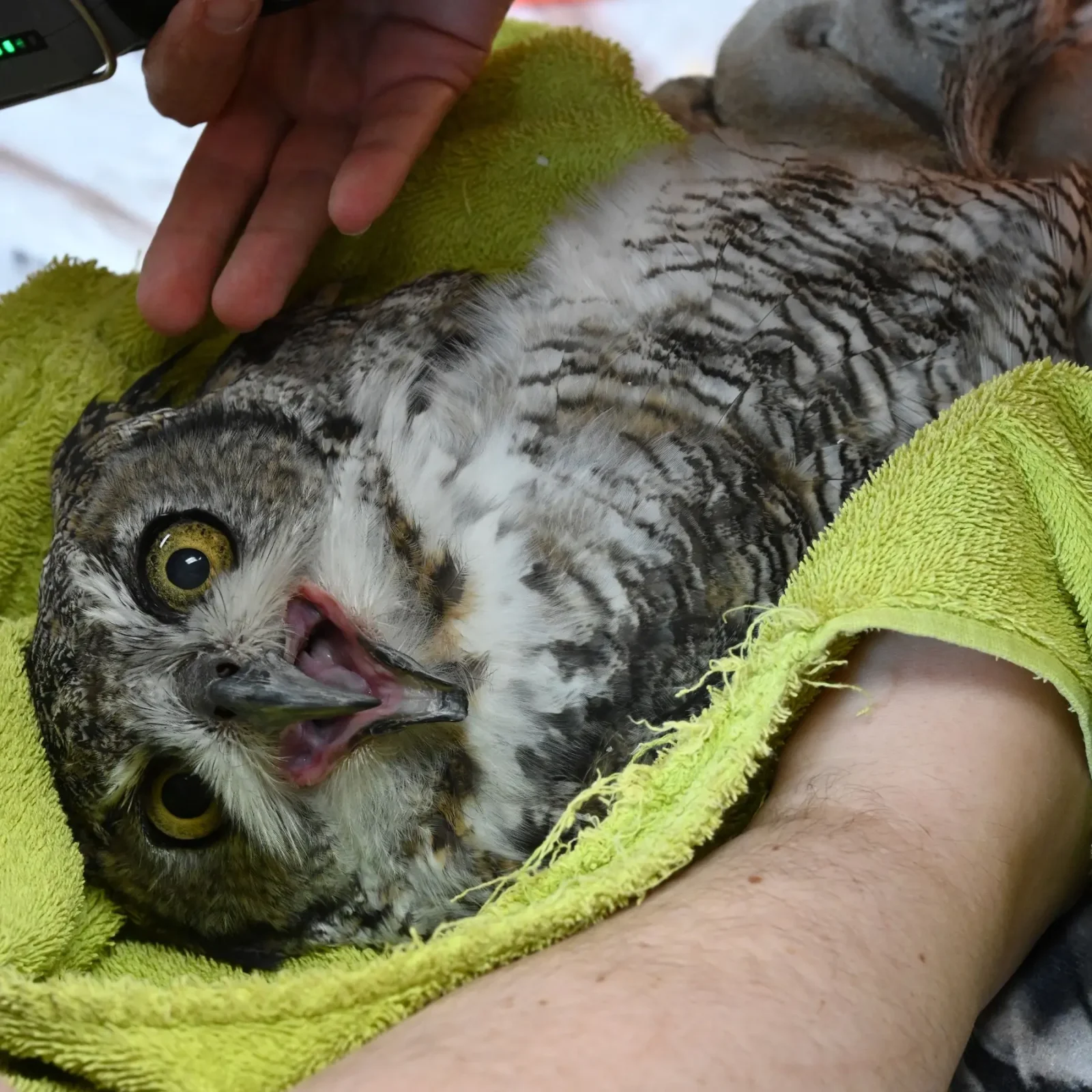 Same angle but no longer obscured by human hands, Alice turns to the camera to express herself, fully. Her mouth is wide and she looks IRATE. A second person's forearms enters the frame to brace either side of Alice's torso with the towel.