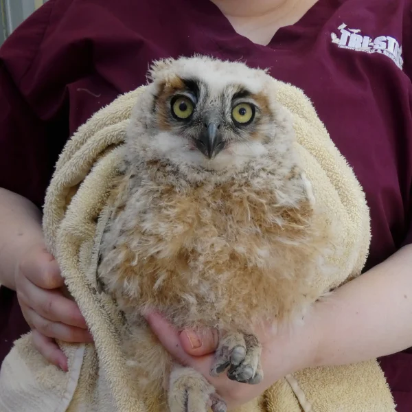 Look Hoo’s Here