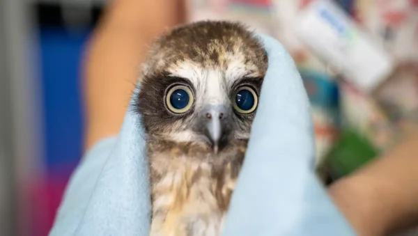 Ghostly fledgling Boobook