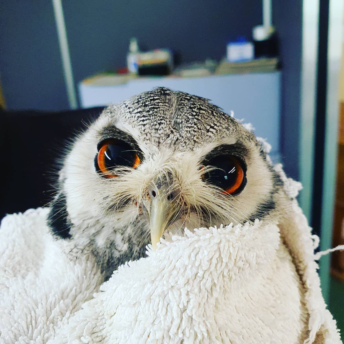 ‘Bip’ the white-faced scops owl