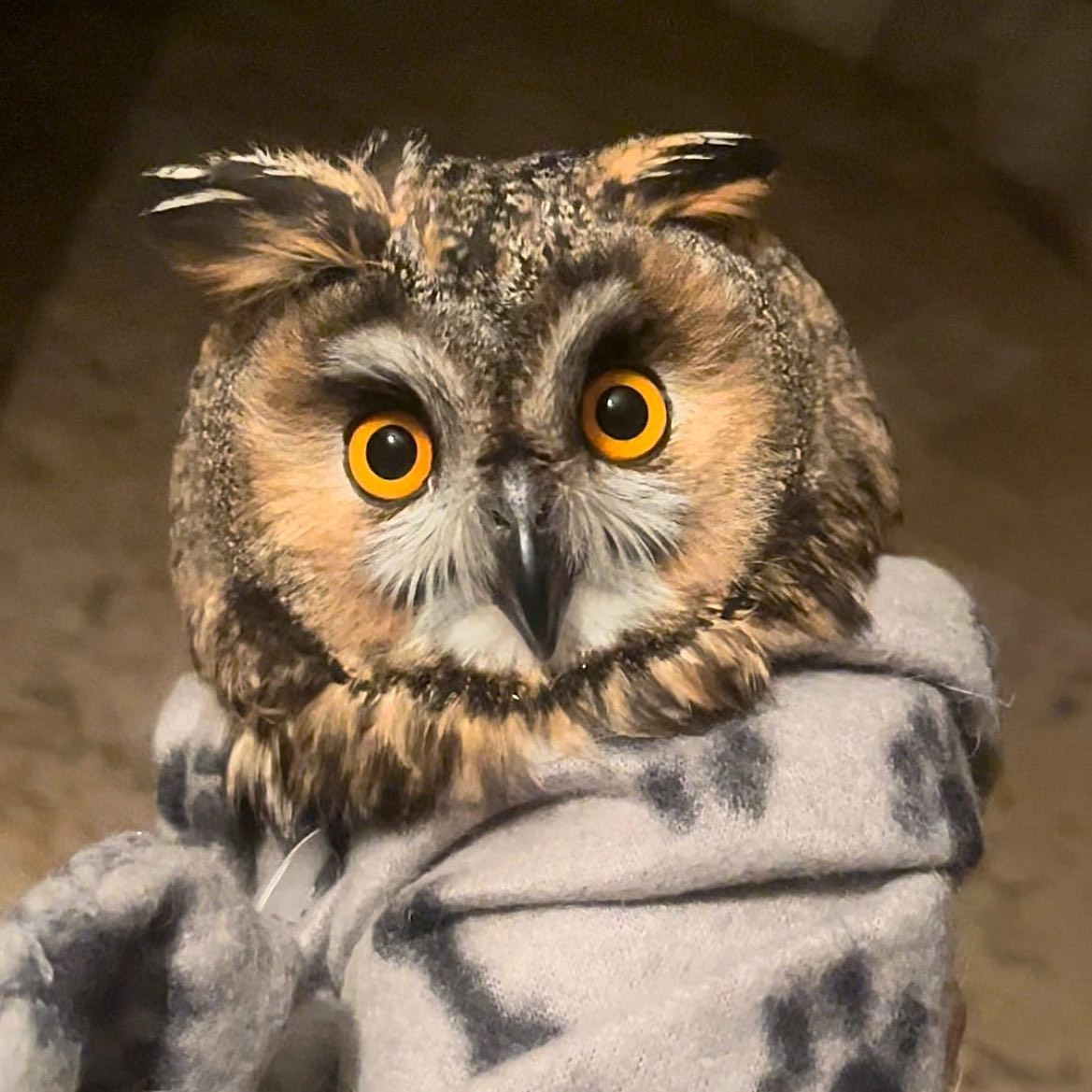 The owl is wrapped in a taupe blanket patterned with black paw prints. The photo is head-on, showing only the face and neck of the owl emerging from the wrap. Her feathers are a motley of dark brown and cream, and whiskers, chin, and inside of her brow appear white. Her ear-like tufts (from which the species gets its name) are accented white too.

The background is another shade of brown giving an overall sepia quality. Her eyes are by far the most vivid part of the image: a pair of orange irises, suggesting she is a crepuscular hunter, i.e. most active at dawn and dusk.