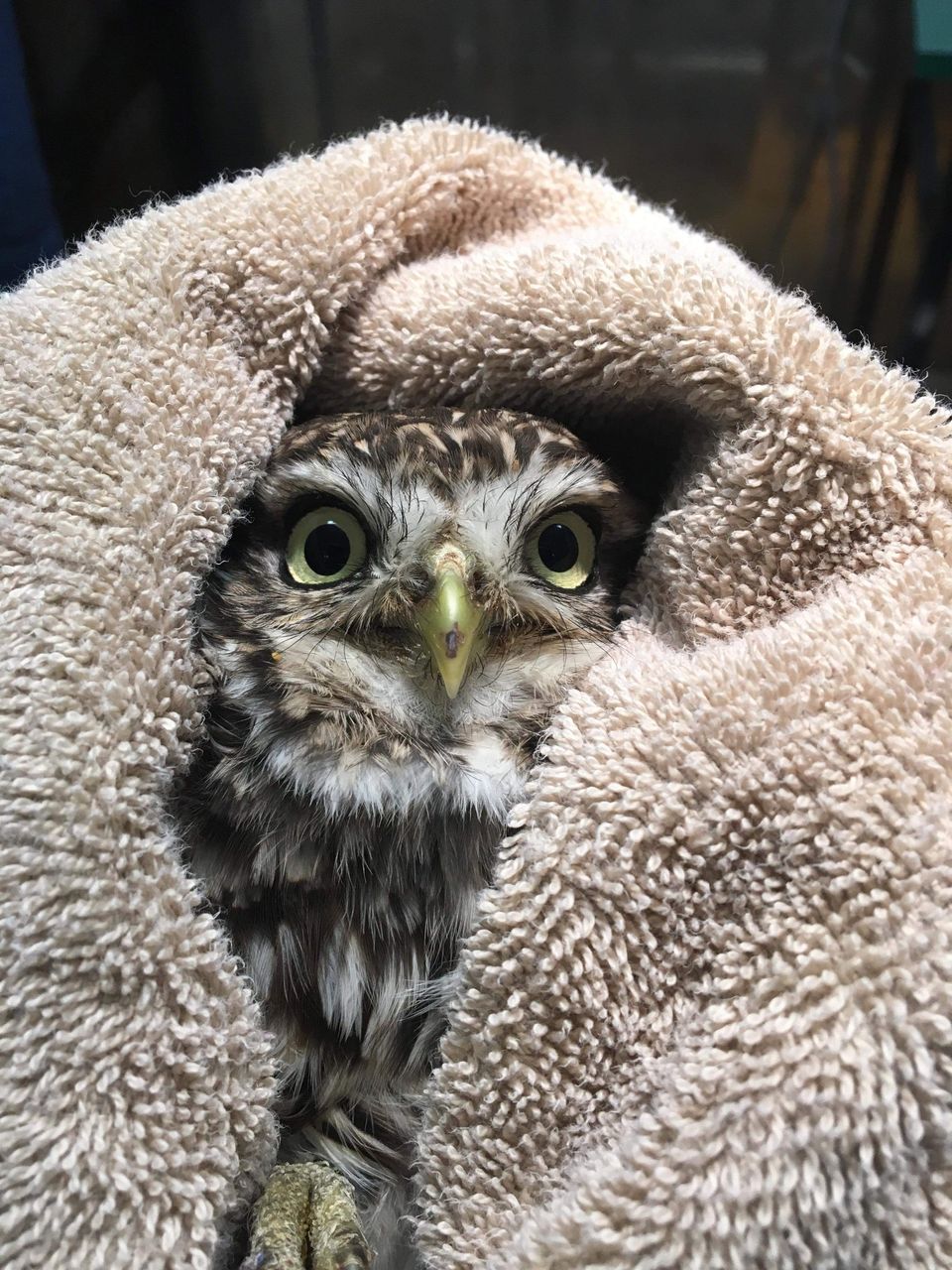 A pair of pale yellow eyes emerge from a bundle of feathers wrapped in a light taupe towel.