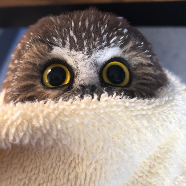 Close-up of a Saw-whet Owl wrapped inside a fluffy cream towel. A half circle of head takes up the top-half of frame. Said head contains a pair of yellow eyes with wide pupils, and the top of a beak; everything below this is obscured by the towel. The feathers around the brow of the owl's eyes and bridge of the beak forms a Y-shape of white. The rest of the owl is brown with small white speckles and streaks.