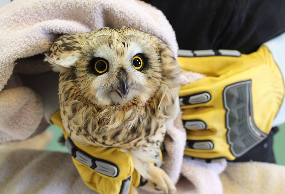 Thick gloves for this short-eared owl