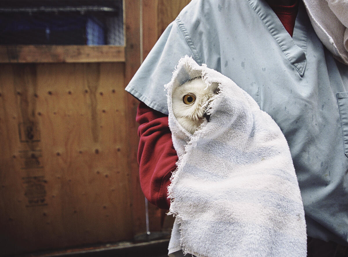 Nanjiska the Snowy Owl