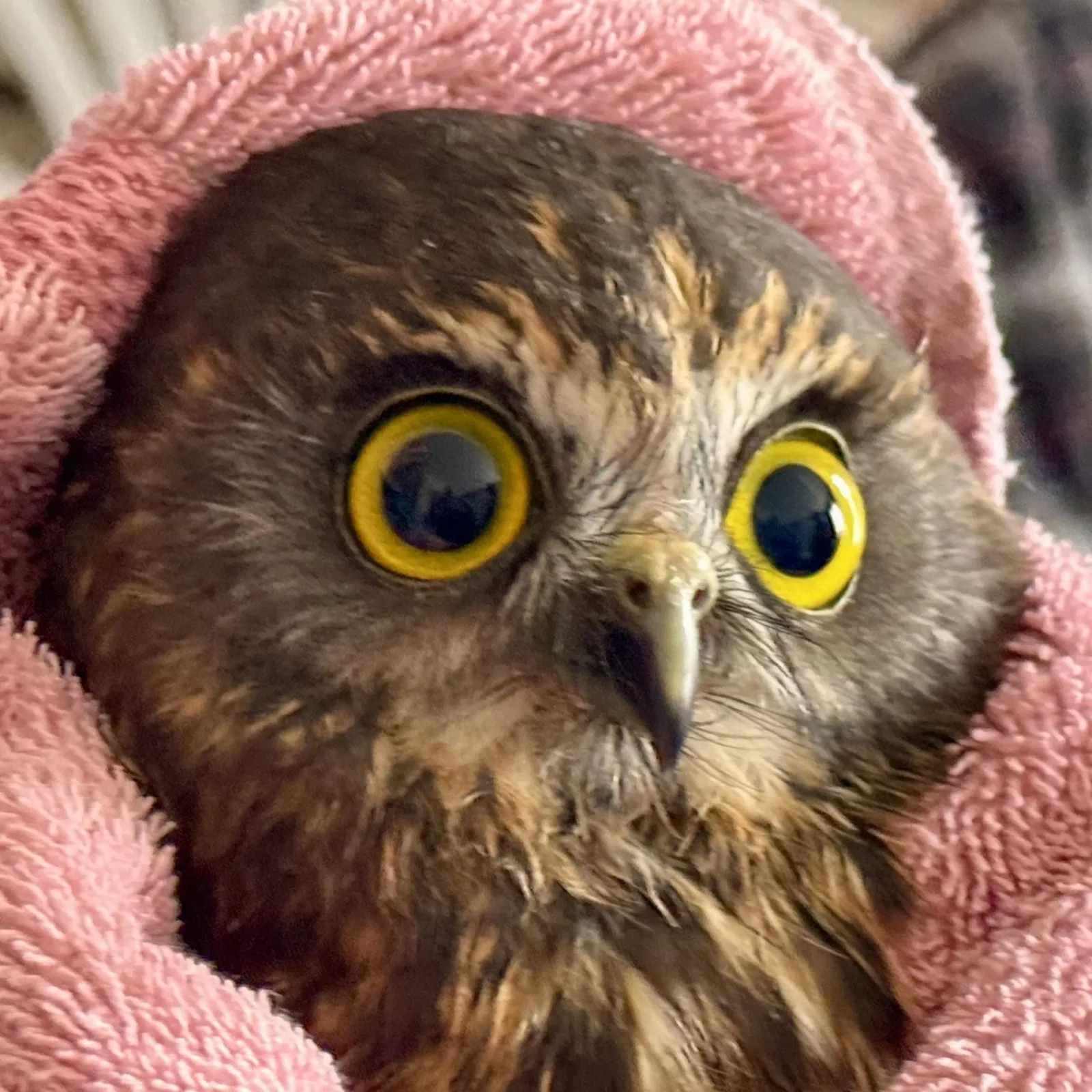 Close-up of a Ruru's face wrapped in a coral pink towel. His eyes are yellow, wide and bulging. The photographer's hand is reflected in one pupil. The owl's chin feathers are a little matted, possibly from his latest meal. His beak is a pale olive-grey and looks like a miniature archetype of the plague doctor, but with nostrils for eyes.