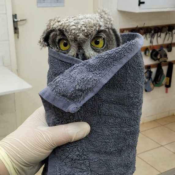 Stroppy Eagle Owl