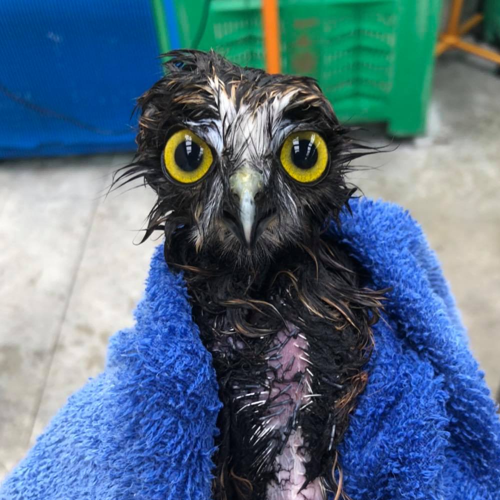 A Ruru Owl is thoroughly bedraggled, wrapped in a blue towel after a bath. His cat-like eyes are fixed on the camera, wide and yellow. Feathers around the chest are matted and parted to expose skin that looks like, well... uncooked chicken breast. Green plastic boxes appear on a concrete slab behind.