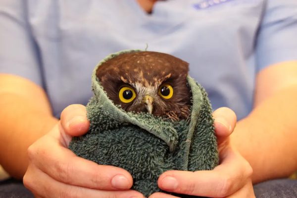 2+ decades of wildlife care