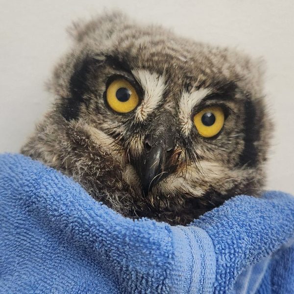 Fuzzy Fledgling Found