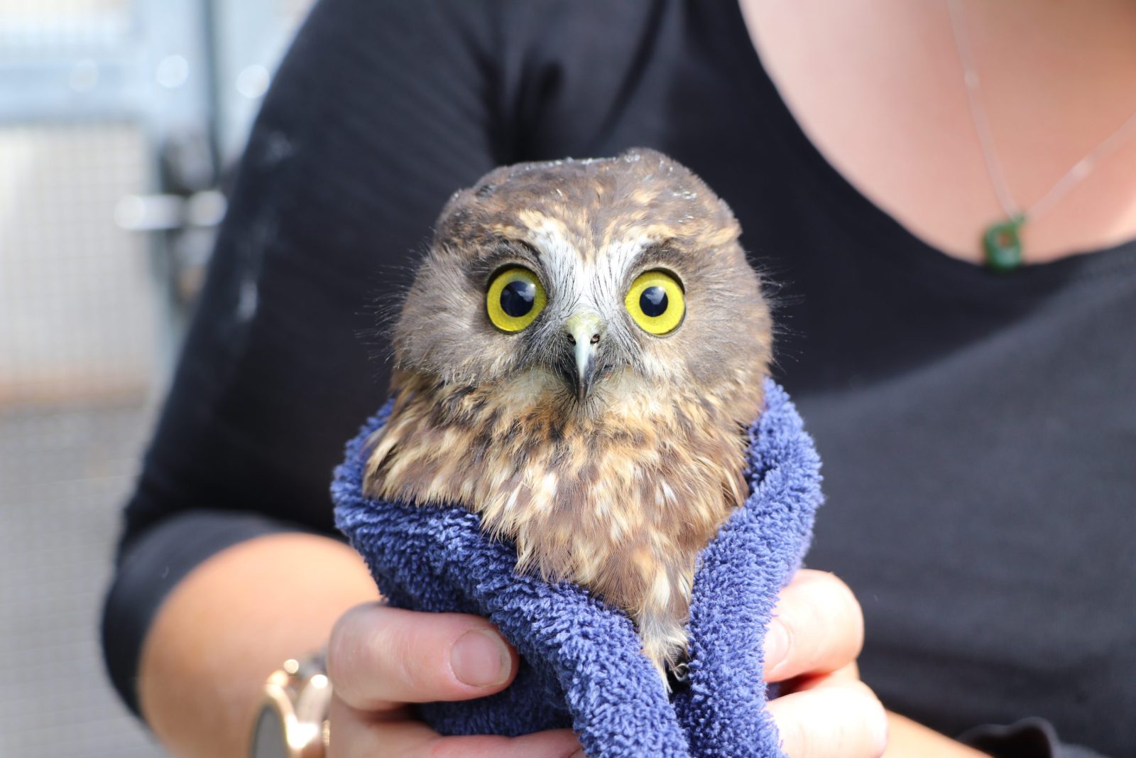 An alert Ruru Owl with bright yellow eyes looks squarely at the camera while wrapped in a lavender towel held by a rehabilitator / staff member at Wildbase Recovery in Palmerston North, NZ. 

The photo appears to be taken outdoors, with one side of the patient bathed in more sunlight than the other, resulting in a slightly uneven dilation of its pupils, like an emoji with the letter O for eyes in uppercase and lowercase: 'O v o'