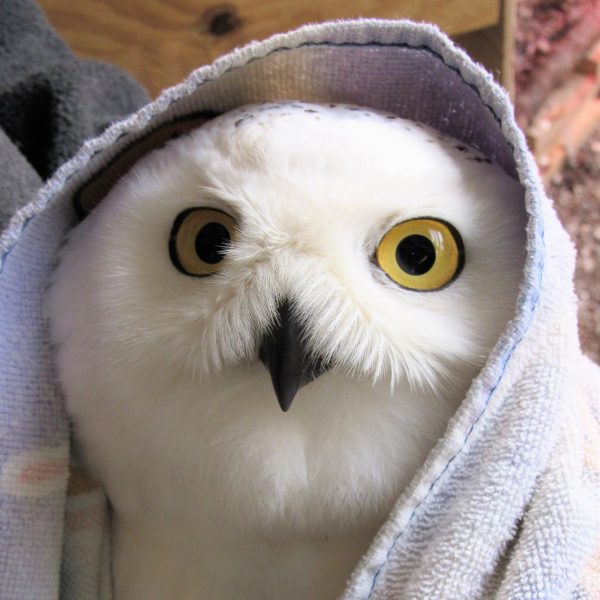 Snowy Owl Pair