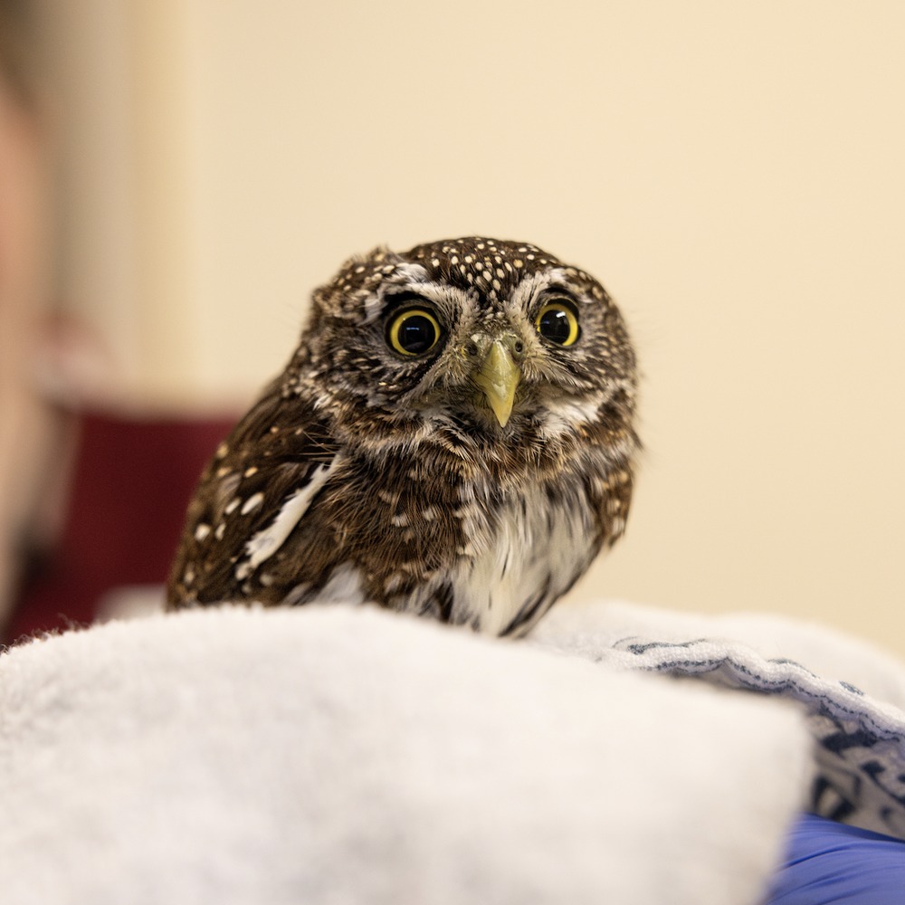 A more dignified photo of our friend, eyes yellow and dilated. He has large *nares* (the bird equivalent of nostrils), which look like a second pair of eyes. The owl is spotted all over, light cream on brown plumage. A second rehabber stands in the background, out of focus in a maroon shirt.