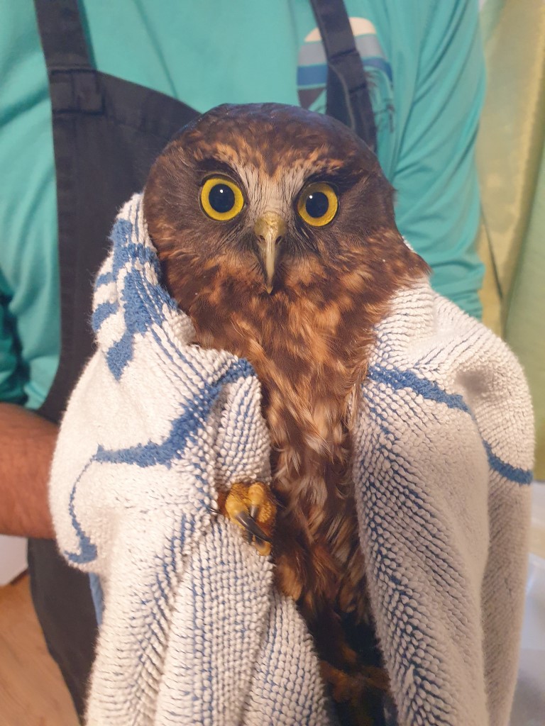 A Ruru Morepork wrapped in a blue and white (but mostly white) towel. Someone could make the argument it's a mostly blue towel and merely has a facade of white terry loops over the blue base but they probably wouldn't.
The rehabilitator holding this bundle of owl wears a teal top and black apron. Much of the owl's fluffy down is visible, as is a clenched foot with criss-crossed talons.
A light is reflected as a white circle in each pupil of this Ruru's golden yellow eyes, much like the logo for Owls in Towels.