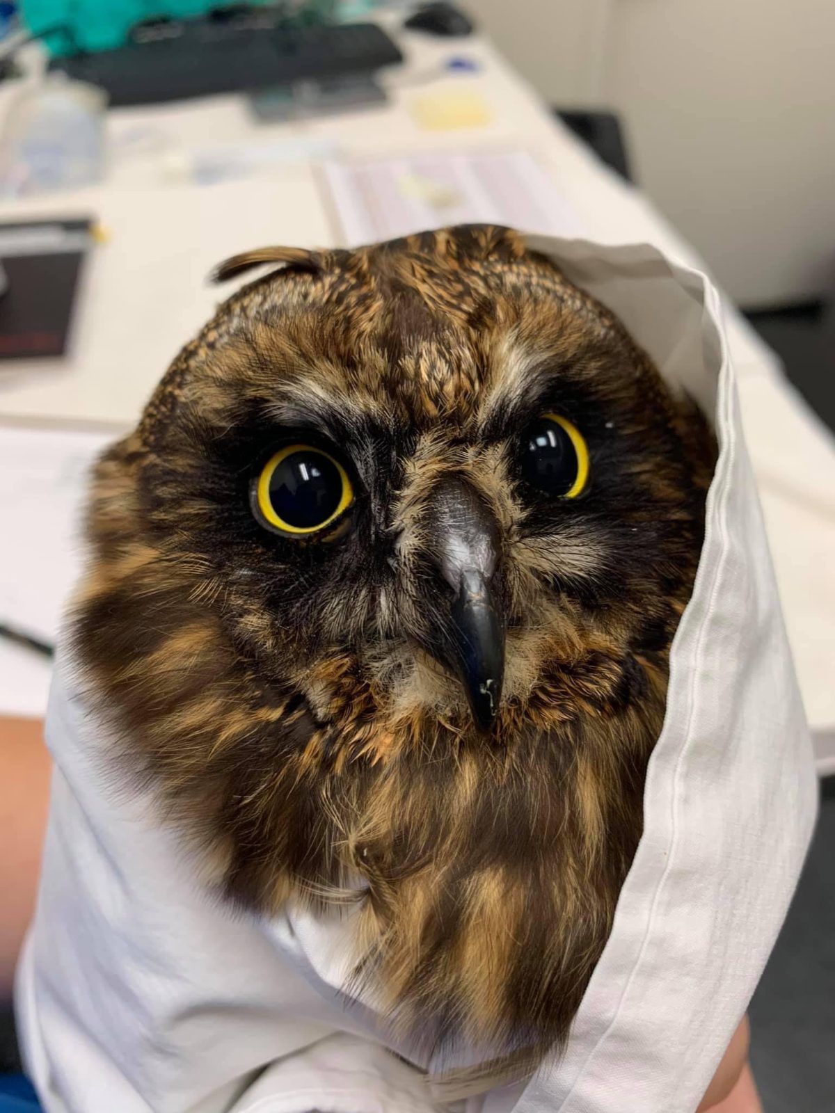This Pueo's mane-like feathers are mottled with streaks of tan copper and dark brown. He is hooded by a plain white blanket or pillowcase, lifting one feather at the top of his head like a cowlick. His pupils are dilated--reflecting rectangles of light in the office environment--and circled by a pair of thin yellow irises shining at the camera. His focus is narrowed to a point slightly right of frame, perhaps at the rehabilitator holding him. The feathers around his eyes are darkest, though his brow is accentuated by creamier feathers, giving him an expression almost certainly matching his inner world, that he is perturbed by all of this.