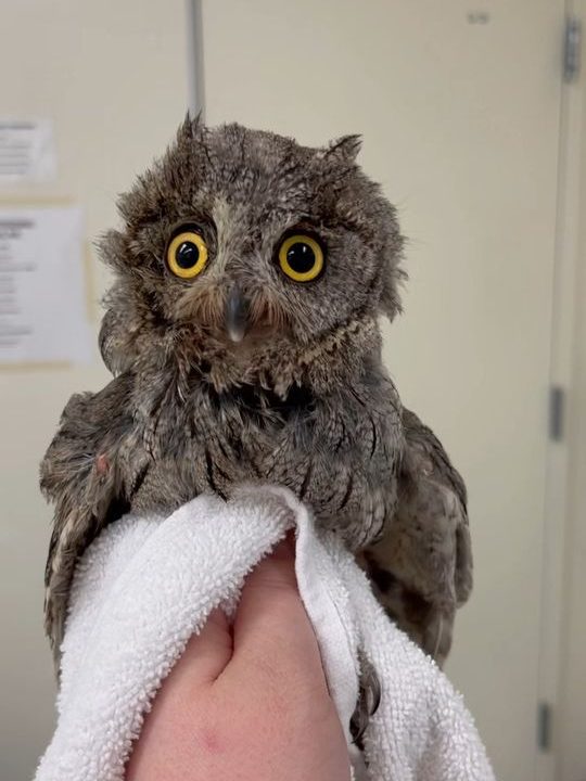 The owl's appearance is a shock of ruffled feathers in dark brown and graphite with streaks of black, radiating from a pair of yellow eyes. It somewhat resembles a Jim Henson muppet. The wildlife rehabilitator holds it by its feet with one hand, and films with the other, clutching the owl's legs like one might hold a bouquet. A protective layer of towel separates the two. 

The owl is unimpressed. It screeches three times, neck feathers bellowing with each cry of protest: The first a firm plea and the second a marked increase in volume and agitation. It nibbles furiously at the towel, whipping its head back and forth like a dog with a chew toy. Unable to shake its bonds however, the owl's third screech is a return to the former volume. Resignation.

