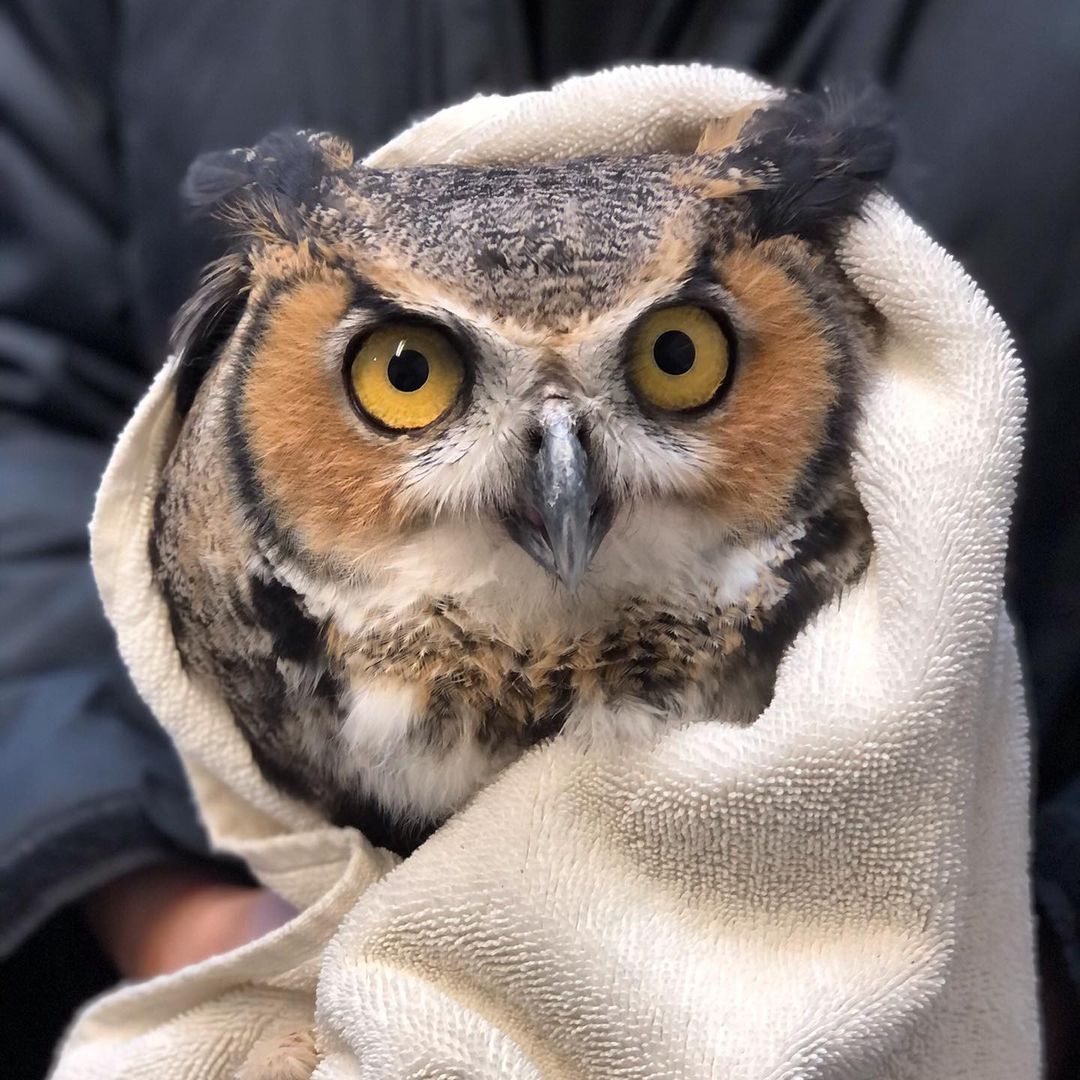 Ambassador owl gets a pedicure