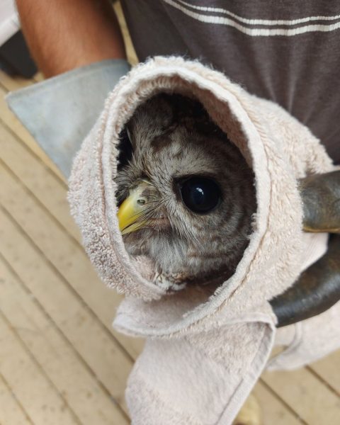 Barred Torpedowl