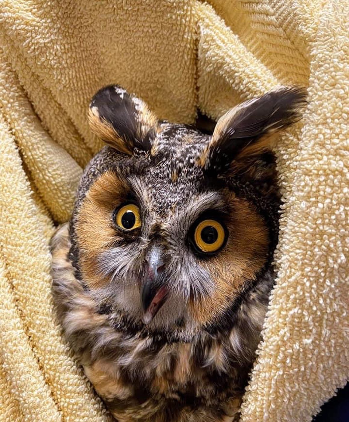 Startled Long-eared owl