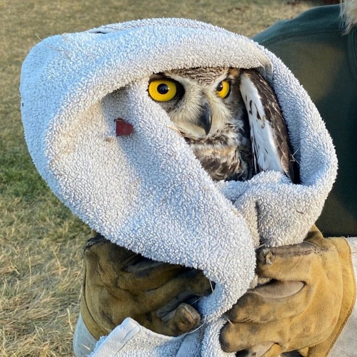 Great Horned soccer tangle