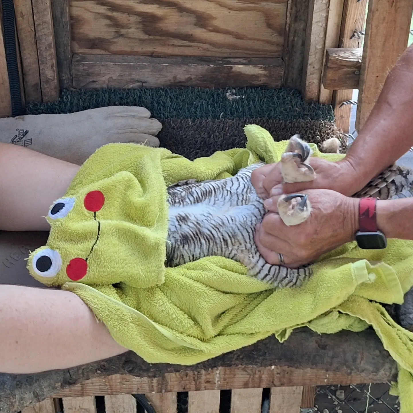 Similar photo, different owl, years apart. This is Iris. She too is on her back, similarly baring stripes of black and white, with pair of hands restraining her torso and ankles for her pedicure. A lime green towel wraps her, but this one has a hood. "We like to use the kids' hooded towels," says Karla Bloem (exec. director), "so we can cover their heads while working on their feet to keep them calmer." The hood is decorated with the face of a smiling frog, eyes bulging from the top.