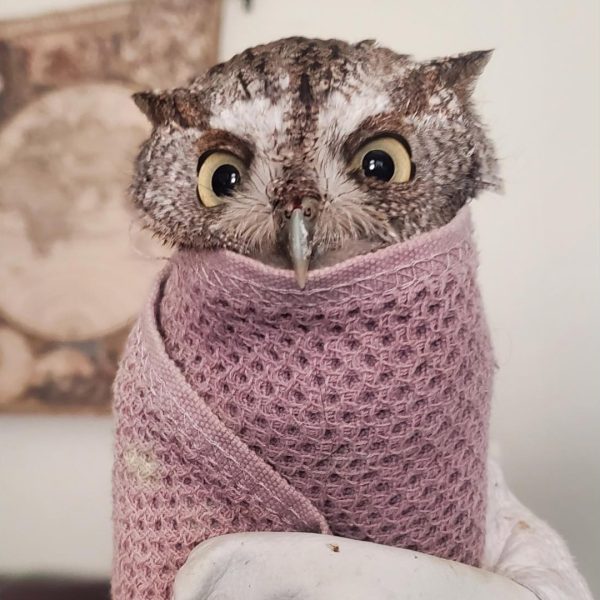 Tex Mex Burritowl