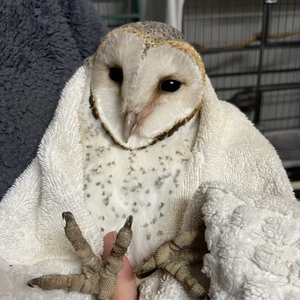 Library Visitor