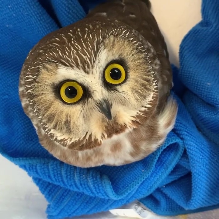 Saw-whet owl to rest and recuperate