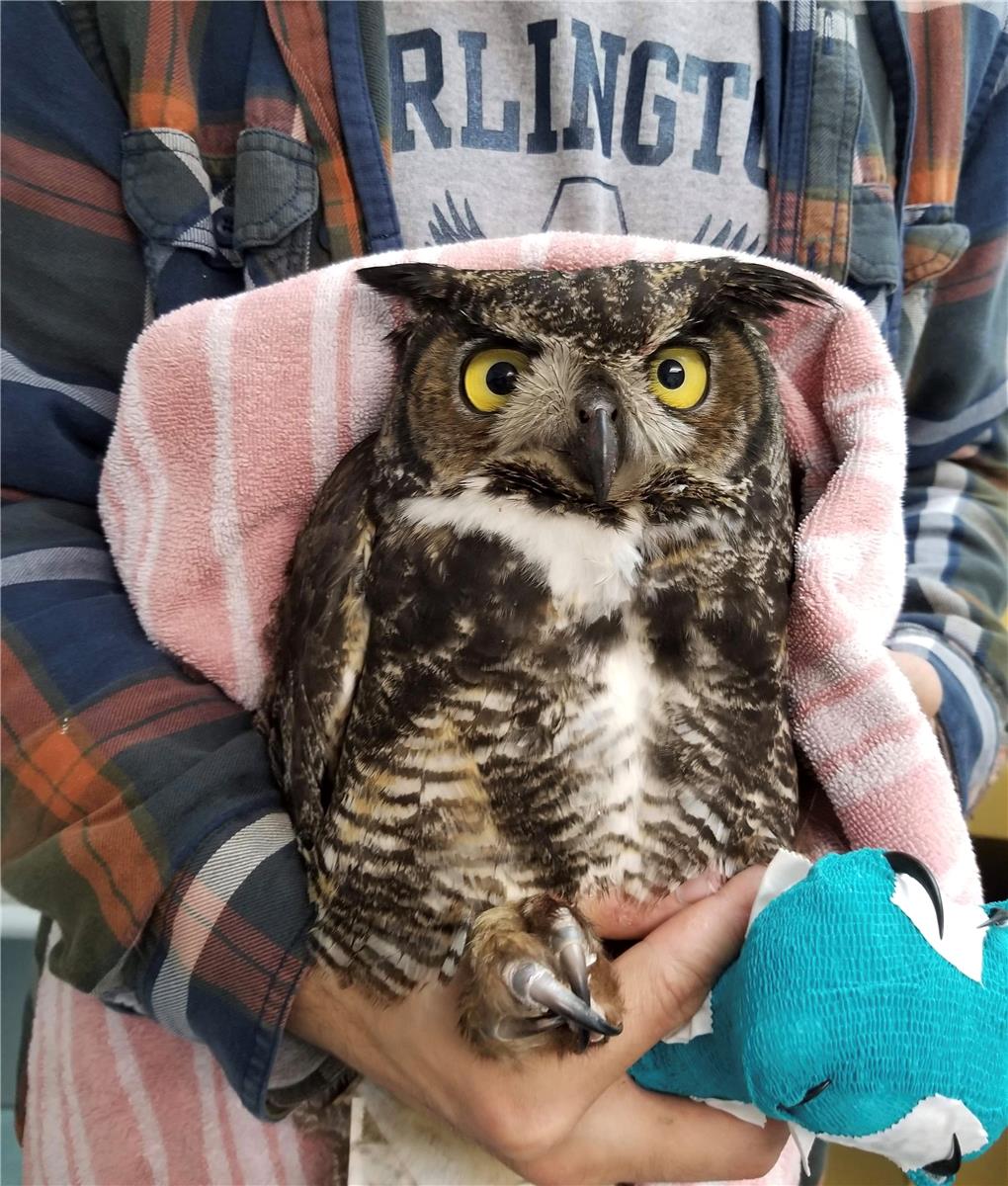 Great Horned tangled in chicken coop net