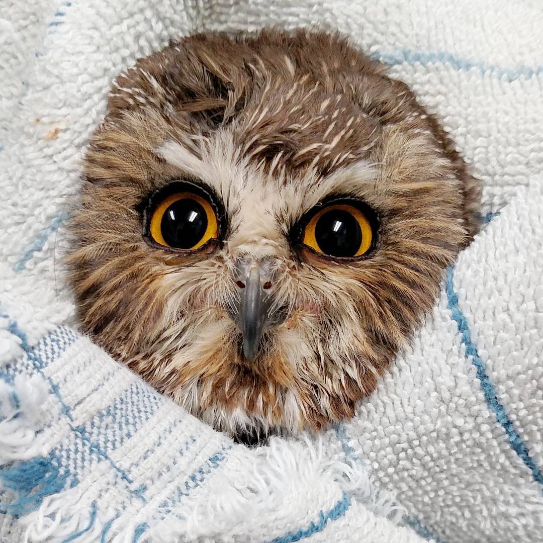 Olaf the owl's facial disc is exactly that: a disc of feathers in a near perfect circle, bursting from a fluffy white towel with a sparse blue stripe pattern. No other background details are visible—this is pure owl and towel.
He has golden eyes and looks square at the camera, one eye ever so slightly more open the other. He makes a handsome model.