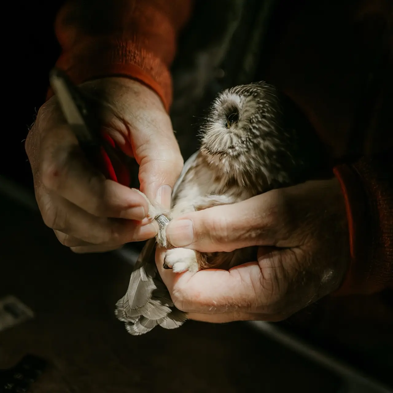 Side-on view of the Saw-whet Owl with beak obscured inside a ball of facial bristles, and eye looking like a tiny fish bowl bulging from its socket. The bander very delicately cradles the owl from behind, lightly pinching legs between thumb and forefinger, and tailfeathers between fore and middle. Their other hand adjusts the metallic band around the owl's ankle. The photo is lit like a renaissance painting; subject ablaze from headlamp, set against a dark and indistinct background. 