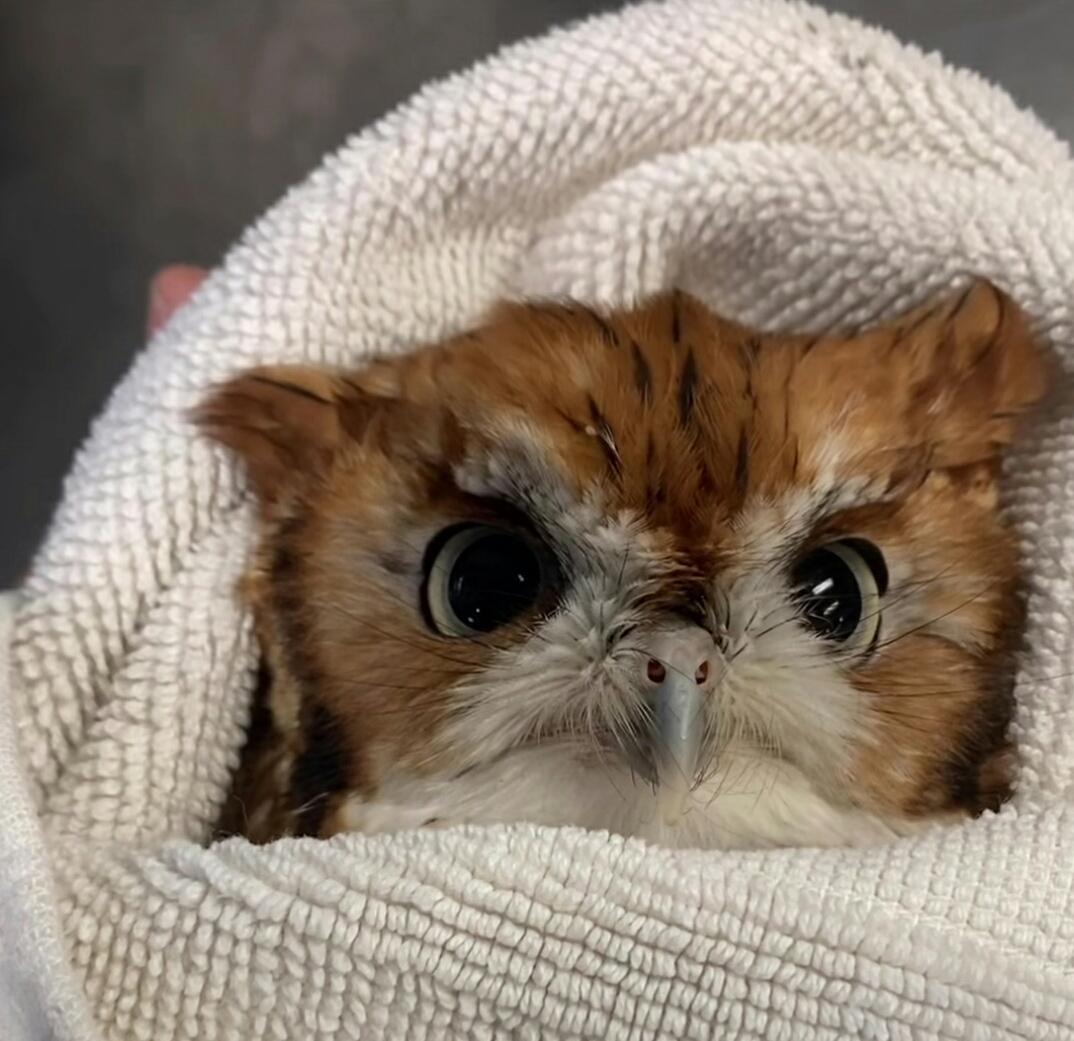 Newton the screech owl makes adorable cooing noises