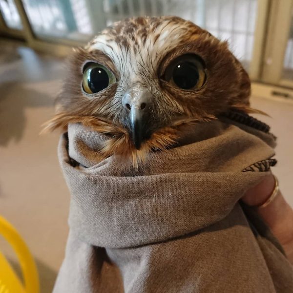 Distinguished Gentle-Bird